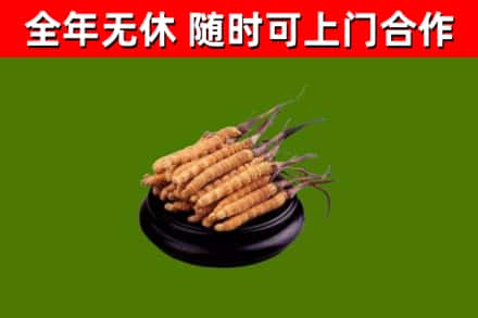 安庆市回收散虫草