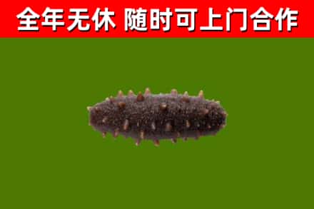 安庆市烟酒回收干海参.jpg